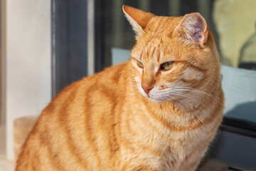 Portrait of a bright ginger cat