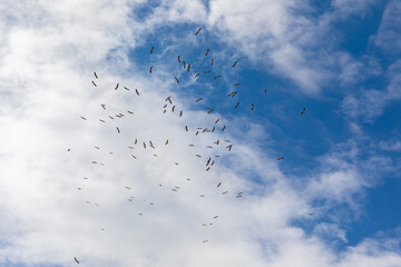 Flock of storks flight on a sky