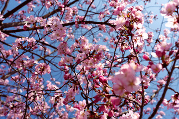 Japanische Kirschblüte Baum Zweige Blüten Frühling