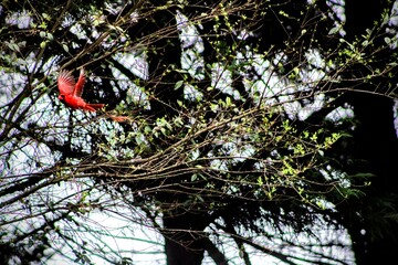 Cardinal in flight