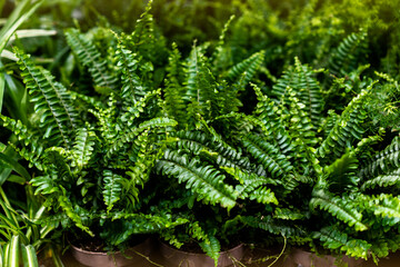 fern in a pot, houseplant, coziness concept