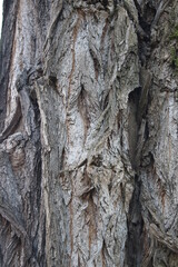 Abstraktion der Baumrinde. Die Rinde ist in Nahaufnahme. Die Struktur der Rinde des Baumes. Struktur der Baumrinde. Natürliche Abstraktion. Erstaunlich von der Natur. Baum abstrakt. Frühling. Abstrakt