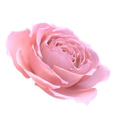 Closeup Pink rose on white background .rose with Clipping Path.3d rendering