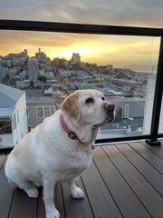 Labrador Retriever on a deck in San Francisco with the city view in the background at sunset. 