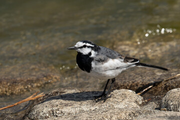 池の水辺のハクセキレイ