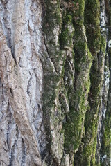 Baum in Nahaufnahme. Moos wächst auf der Rinde von Bäumen. Raue Rinden Struktur. Rinden Abstraktion. Erstaunliche natürliche Abstraktion. Grünes, flauschiges Moos. Naturwunder sind wunderschön.