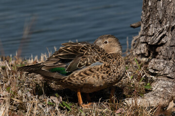 頭を後ろに回して眠るハシビロガモの雌