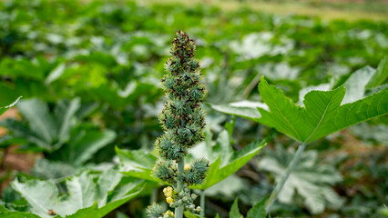 Ricinus communis (amanakku), the castor bean or castor oil plant, is a species of perennial flowering plant in the spurge family, Euphorbiaceae.
