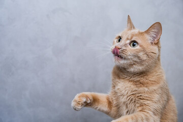 red cat licking her lips and looking up. hungry cat.