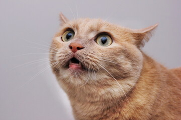 Angry scared cat with furrowed eyebrows. A dangerous pet.