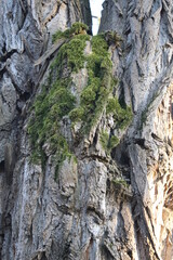 Baum in Nahaufnahme. Moos wächst auf der Rinde von Bäumen. Raue Rinden Struktur. Rinden Abstraktion. Erstaunliche natürliche Abstraktion. Grünes, flauschiges Moos. Naturwunder sind wunderschön.