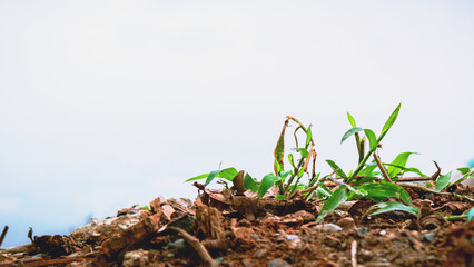 hermoso pequeño césped en la tierra, de fondo el cielo con espacio aislada
