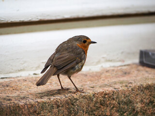 Rouge-gorge sur le bord d'une fenêtre