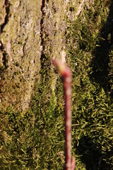 Baum in Nahaufnahme. Moos wächst auf der Rinde von Bäumen. Raue Rinden Struktur. Rinden...