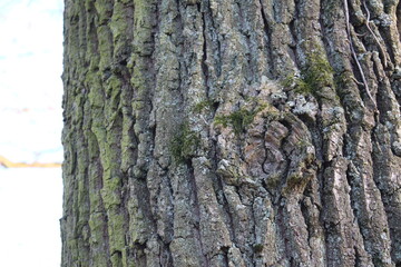 Baum in Nahaufnahme. Moos wächst auf der Rinde von Bäumen. Raue Rinden Struktur. Rinden Abstraktion. Erstaunliche natürliche Abstraktion. Grünes, flauschiges Moos. Naturwunder sind wunderschön.