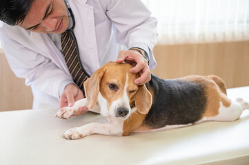 Male veterinarian examining a beagle dog breed on vet table at clinic