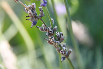a bee drinks nectar from the purple flower of a sage herb plant