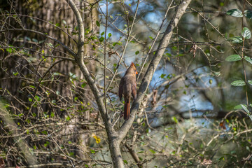 Female cardinal in a tree