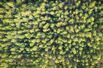 Eucalyptus trees forest growing in cultivated area on tropical rainforest