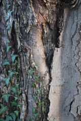 Baumrinde in Nahaufnahme. Der Frühling steckt in den Kinderschuhen und die Äste sprießen. Die Rinde des Baumes ist roh und wirkt abstrakt. Die Blätter beginnen sich zu öffnen und werden grün. Laubbaum