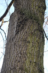 Baum in Nahaufnahme. Moos wächst auf der Rinde von Bäumen. Raue Rinden Struktur. Rinden...