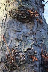 Abstraktion der Baumrinde. Die Rinde ist in Nahaufnahme. Die Struktur der Rinde des Baumes. Struktur der Baumrinde. Natürliche Abstraktion. Erstaunlich von der Natur. Baum abstrakt. Frühling. Abstrakt