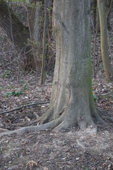 Fototapeta premium Baum in Nahaufnahme. Moos wächst auf der Rinde von Bäumen. Raue Rinden Struktur. Rinden Abstraktion. Erstaunliche natürliche Abstraktion. Grünes, flauschiges Moos. Naturwunder sind wunderschön.