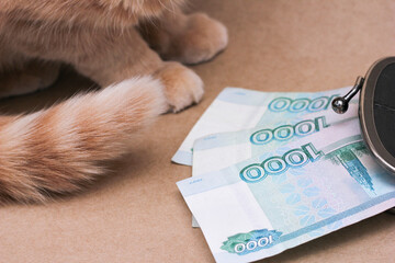 red-haired cat next to Russian banknotes worth 1000 rubles.