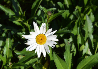 Pure daisy in green leaves background on a sunny day