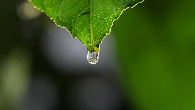 HD A drop of water falling on a lemon leaf