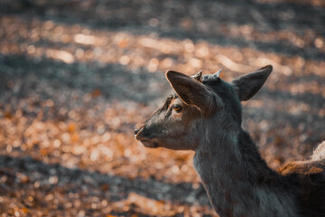 The head of a beautiful Deer doe in a sunlight. Wild animal