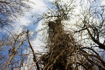 tree in the middle of the forest