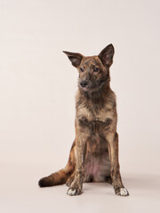 dog mix on a on a beige background. Happy pet in the studio