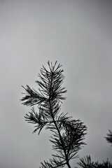 pine tree branches