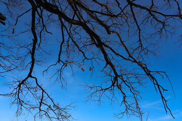 mighty oak branches against the blue sky in spring in sunny weather