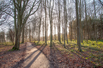 Obraz premium Silhouettes path in the woods