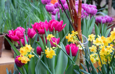 Obraz premium Spring seedling flowers in the pots in the garden