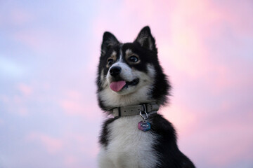 Pomsky dog and colorful clouds