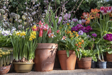 The first spring flowers in ceramic pots in the greenhouse .