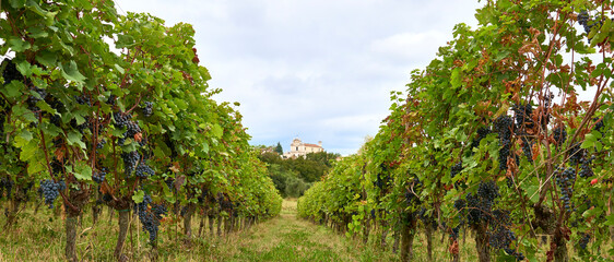 Rows of vines with bunches of ripe grapes in autumn, near Lake Garda, in the province of Brescia. In the background, the church of Santa Maria in Polpenazze del Garda.