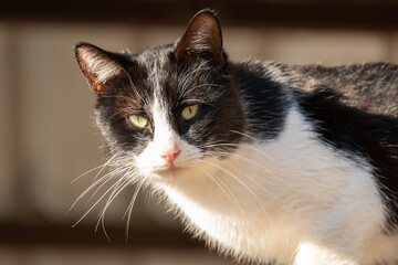 Closeup of a black and white handsome stray cat rests sitting on a wall looking at the camera.
