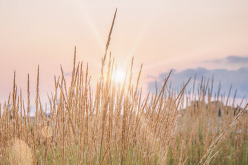 Fototapeta premium Tall ornamental grasses backlit by sunrise, sun flare, daytime, nobody