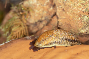 Dusky arion, Arion subfuscus on artist's conk, Ganoderma applanatum