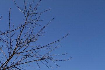 branches against blue sky