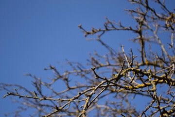 branches against sky
