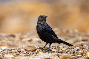 Tristram's starling (Onychognathus tristramii), Jordan.