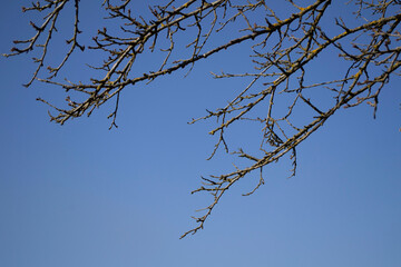 branches against blue sky