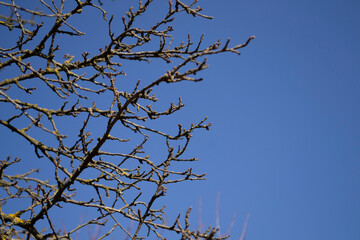 tree branches against blue sky