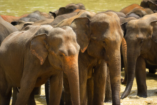 Herd of elepants in water