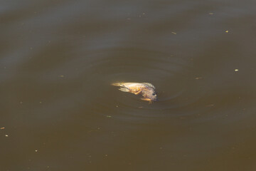 Um peixe morto boiando na água de um lago.